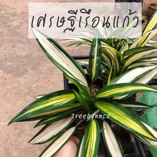 🌿ว่านเศรษฐีเรือนแก้ว 🟡ถุงละ 49฿🟡