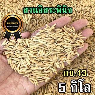 ข้าวปลูก กข43 เมล็ดพันธุ์ข้าว เมล็ดพันธุ์ พันธุ์ข้าวปลูก เมล็ดพันธุ์ข้าว กข.43 (5 k.g.)