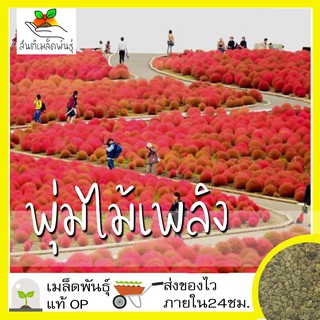 เมล็ดพันธุ์ พุ่มไม้เพลิง 100 เมล็ด Kochia Trichophylla เมล็ดพันธุ์แท้ นำเข้าจากต่างประเทศ ปลูกผัก สวนครัว ถูกดี เพาะง่าย