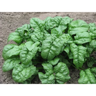 เมล็ด สปินิส ใจแอน โนเบล - Giant Nobel Spinach