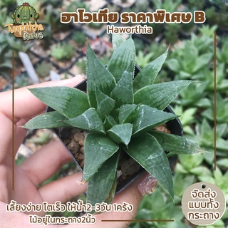 ฮาโวเทีย Haworthia ราคาพิเศษ B (ส่งทั้งกระถาง)