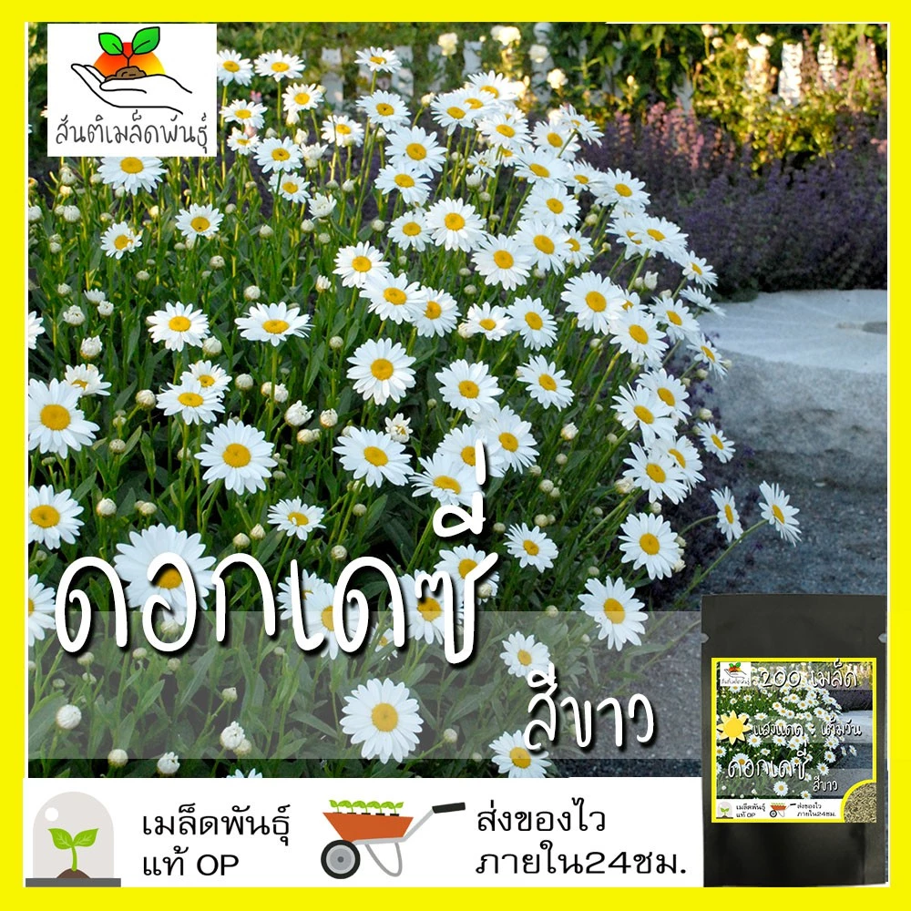 เมล็ดพันธุ์ ดอกเดซี่ สีขาว 200 เมล็ด Silver Princess Shasta Daisy Seed เมล็ดพันธุ์แท้100% นำเข้าจากต่างประเทศ ปลูกผักสวน