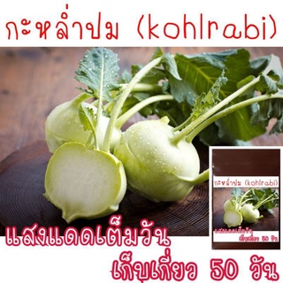 100 เมล็ด เมล็ด​พันธุ์​ Khorabi กะหล่ำปม