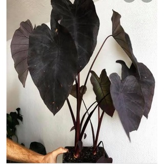 ต้นบอนดำ COLOCASIA BLACK MAGIC