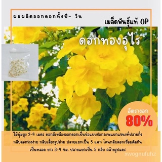 ผู้ผลิตเมล็ดพันธุ์/เมล็ดพันธุ์ ดอกทองอุไร สีเหลือง 500 เมล็ด ทองอุไร ✅ราคาถูกปลูกง่าย ดอกสวยม/ขายดี พันธุ์ อินทรีย์ VEVC