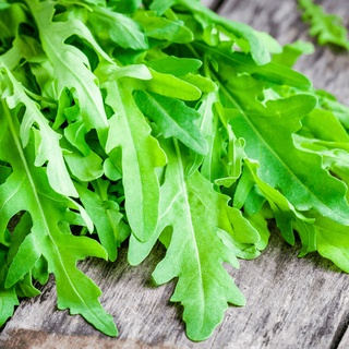 ผักสลัดร็อคเกต🌱Arugula🎯ถูกที่สุด10บ.📌ผักสลัดร็อคเกตArugula 50 เมล็ด🎈งอกง่าย☘️ โตไว🌱ทานอร่อย