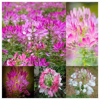 PCS/BAG ประเทศไทยพร้อมสต็อก ผักเสี้ยนฝรั่งคละสีCleome Spinosa Seeds บอนสี บอนสีหายาก บอนสีสวยๆ（เมล็ดพันธุ์ โรงงาน ）1แพ็ค