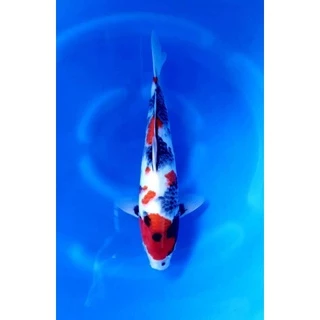 ZenKoi สูตรสมดุล สำหรับปลาคาร์ฟ ปลาทอง ปลาสวยงาม แบบกระสอบ 20 Kg. ดูแลสุขภาพของปลา ไฟเบอร์สูง
