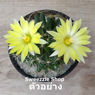 กระบองเพชร แคคตัส (Cactus) แมมกล้วย (Mammillaria longimamma) ลุ้นสีดอก จัดส่งทั้งกระถาง