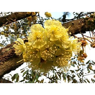 ปุ๋ยน้ำ กัปตัน บูสเตอร์สีแดง+ส้ม สูตรเข้มข้นสูง (ชุดบำรุงดอกและผล) ขนาด 1 ลิตร x 2