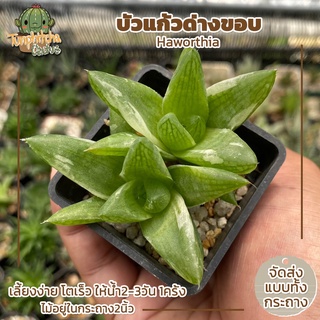 Haworthia ฮาโวเทีย บัวแก้วด่างขอบ กระถาง2" (ส่งทั้งกระถาง)