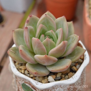 【Ready stock】Succulents White Night Champagne Succulents Combination Package ดอกไม้พืชสีเขียวกระถางต้นไม้ระเบิดสำนักงานป