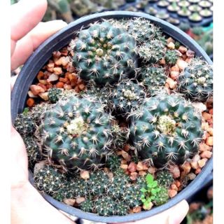 แคตตัส แฟร์เรีย  Frailea castanea nitens (แฟร์เรีย) ดอกเหลือง🌵กระถางใหญ่