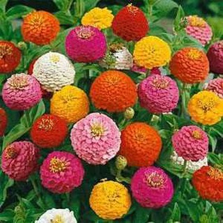 เมล็ด บานชื่น ลิลลิพุท คละสี - Mixed Lilliput zinnia flower