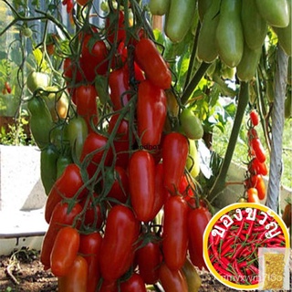 30Pcs Garden Plant Delicious Nutritious Tomato Vegetable Seeds Organic Fruit Seed向日葵/生菜/种子/芹菜/男装/上衣/苹果/手链/seeds/母婴/ REHW