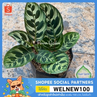 Flower Garden F229 คล้าแววมยุรา Calathea Makoyana ต้นว่านนกเขา #ไม้มงคล Calathea makoyana E.Morren