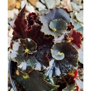 บีโกเนียสีดำ Begonia Black Velvet