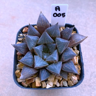 Haworthia wimii hybrid ‘th-1’ A005 (วิมิ)