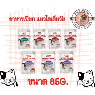 royal canin อาหารเปียกแมวโต