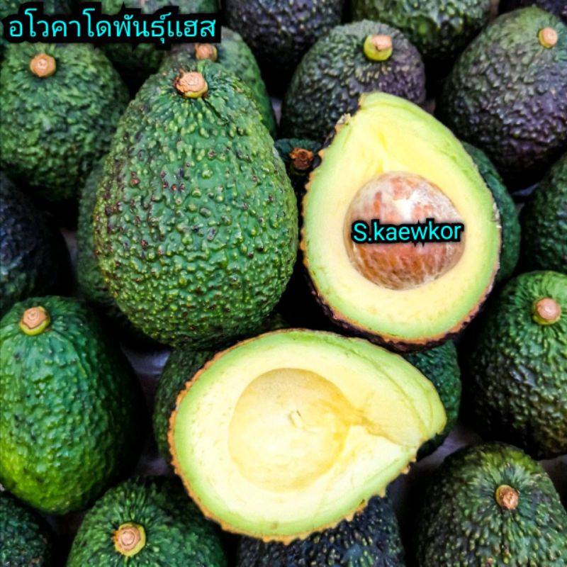 อโวคาโดพันธุ์​เเฮส​ (AVOCADO HASS)​ 🥑 ลูกใหญ่ 4​/ 5​/ 6/ 7ลูก​ 1​ กิโล​กรัม