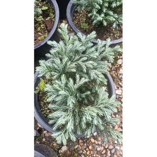 สนบลูแคระ #บลูสตาร์ #Blue Star  Juniperus squamata สายพันธุ์นอก กระถาง8นิ้ว ไม้หายากน่าสะสม