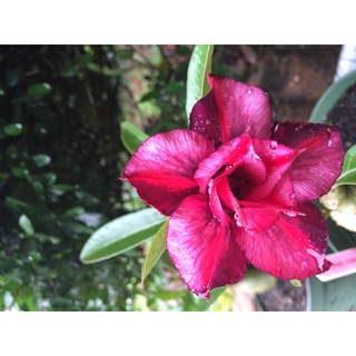 12 เมล็ด เมล็ดพันธุ์ ชวนชม สายพันธุ์ไต้หวัน ดอกสีแดง Adenium Seeds