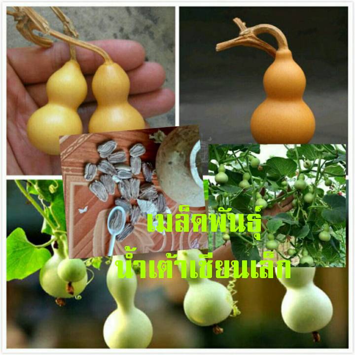 เมล็ดพันธุ์น้ำเต้าเซียนจิ๋ว25เมล็ด
