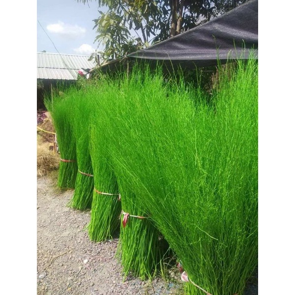 หญ้าขัดมอญพ่นตกแต่งสวน - รูปที่ 3