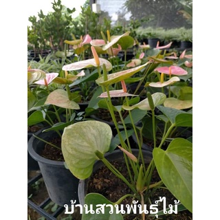 ต้นหน้าวัว พันธุ์แพนโดร่า