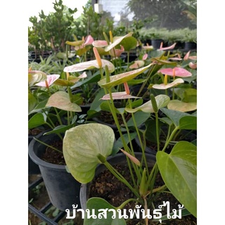 ต้นหน้าวัว พันธุ์แพนโดร่า