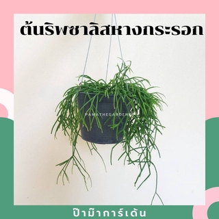 ริพซาลิส หางกระรอก ในกระถาง 4 นิ้ว rhipsalis