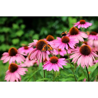 เมล็ดพันธุ์ ดอกเอ็กไคนาเซีย (Echinacea purpurea) บรรจุ 70 และ 150 เมล็ด