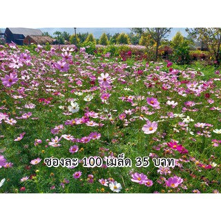 เมล็ดดอกคอสมอส 100 เมล็ด