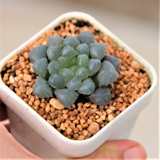 Haworthia Cooperi Ice Lantern ขนาด 3-4 เซนติเมตร ในกระถาง 3 นิ้ว 1 ต้น กุหลาบหินนำเข้า ไม้อวบน้ำ