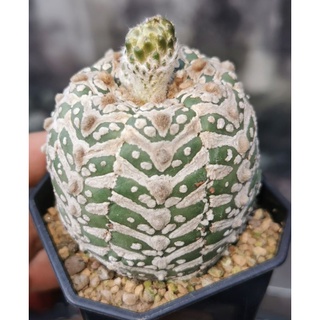 แอสโตรไฟตั้ม super ลุ้นวี    #แคสตัส castus​ astrophytum แอสโตร แอสโตร​ไ​ฟตั้​ม แอสโตรไฟตัม กระบองเพชร แอสโตรวี super