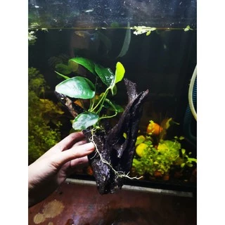 🎋ขอนไม้แต่งตู้ปลา​ อนูเบียสเกาะ1ช่อไม้ใหญ่🎋🎏