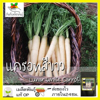 เมล็ดพันธุ์ แครอท สีขาว 200 เมล็ด Lunar White Carrot Seed เมล็ดพันธุ์แท้ นำเข้าจากต่างประเทศ โตไว ปลูกง่าย พืชผัก สวน