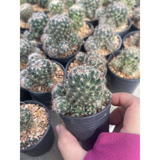 แมมมิลาเรีย ไม้ชำหน่อ ขนาด 6-7cm. จากฟาร์ม cactusdreamyok ต้นไม้ กระบองเพชร cactus