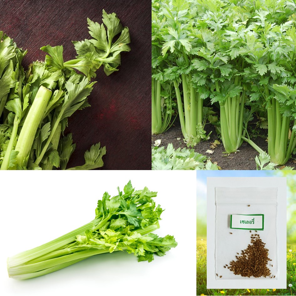 เมล็ดเซเลอรี่ 100 เมล็ด   ซื้อ 10 แถม 2 คละได้   เลือกของแถมได้ คิดถึงเมล็ดผัก คิดถึง skinsun ราคา ถูกที่สุด ดีลบีเคเค