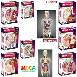 Human Anatomy Model 4D MASTERของเล่นตัวต่อเพื่อการศึกษาอวัยวะภายในระบบสืบพันธุ์ของมนุษย์ไตอวัยวะผิวหนังรูปแบบกายวิภาคทาง