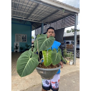 philodendron gloriosumก้านแบน