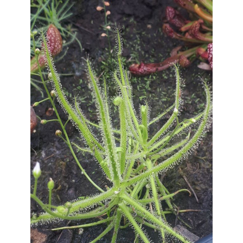 New เมล็ดพืชกินแมลง Drosera finlaysoniana 50 เมล็ด