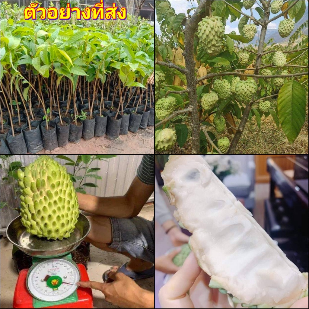 (3ต้น) ต้น น้อยหน่ากลิ่นทุเรียน ต้นน้อยหน่ากลิ่นทุเรียน น้อยหน่า กลิ่นทุเรียน น้อยหน่าทุเรียน ต้นน้อ