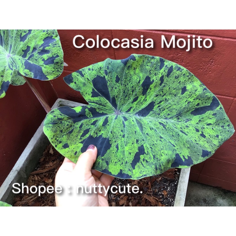 Colocasia Mojito โมจิโต้ / โมฮิโต้ (ไม้ชำแล้วรากเดินดี)