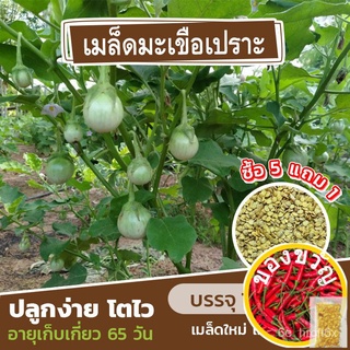 เมล็ดพันธุ์มะเขือเปราะ แบ่งขาย 70 เมล็ด (ซื้อ 5 แถม 1)MixCabbageFlowerRussianChamomileRoseManilaWhiteKaleCosmos BVP9