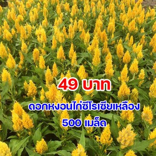 💛ดอกหงอนไก่ซีโลเซียเหลือง Celosia🌱เมล็ดพันธุ์ 500 เมล็ด✨