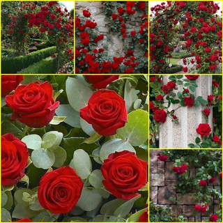 เมล็ดพันธุ์ดอกกุหลาบเลื้อย สีแดง English Red Roses Seeds 200แคปซูล/1ซอง #FL08