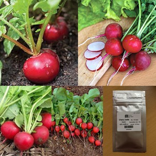 เมล็ด : เมล็ดเรดิส เชอร์รี่ เบลล์ Cherry Belle Radish Seed เรดิส เรดิช เมล็ดผัก เมล็ดพันธุ์ 30-60 เมล็ด