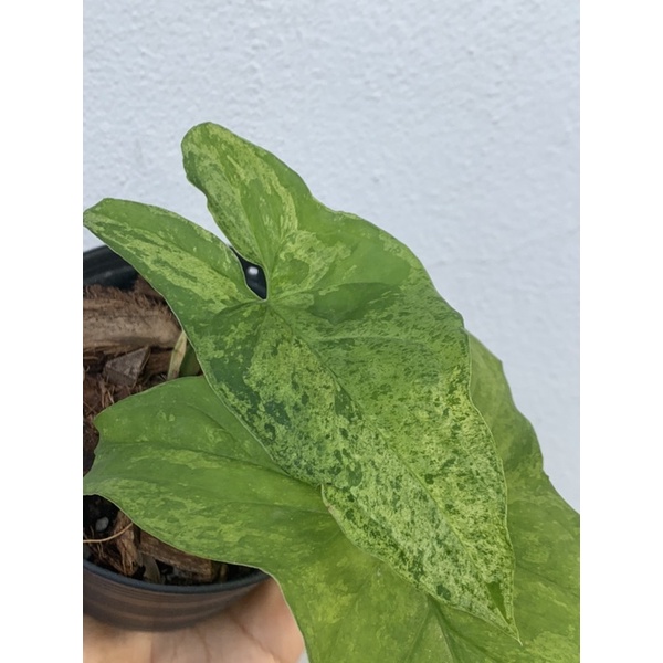 Syngonium mojito holland