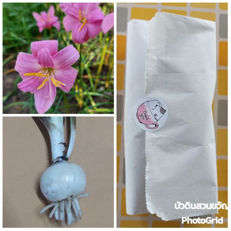 บัวดิน Fairy yarn (สั่งขั้นต่ำ 50 บาท รวมในร้านได้)